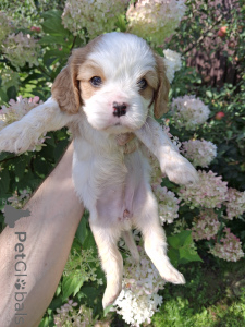 Additional photos: Perfect purebred Cavalier King Charles Spaniel puppies.