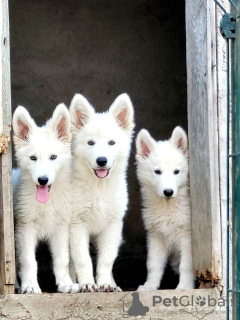 Photo №1. berger blanc suisse - for sale in the city of Belgrade | negotiated | Announcement № 114524