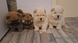 Photo №1. chow chow - for sale in the city of Belgrade | negotiated | Announcement № 126732