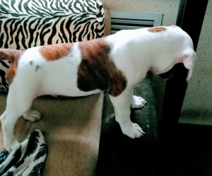 Photo №3. On sale 2 boys. American bulldog. Russian Federation