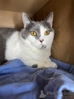 Additional photos: Kitty Dasha is looking for a home!