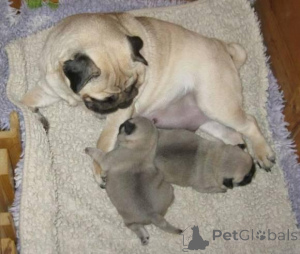 Photo №1. pug - for sale in the city of Aalborg | negotiated | Announcement № 167296