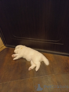 Additional photos: Sale of purebred Samoyed puppies