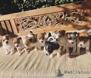 Photo №2 to announcement № 71897 for the sale of jack russell terrier - buy in Ireland private announcement