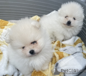 Photo №1. pomeranian - for sale in the city of Michigan City | 420$ | Announcement № 87553