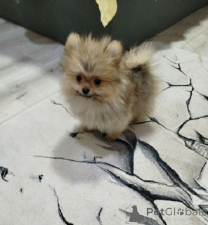 Photo №3. Beautiful bo-teddy bears. Serbia