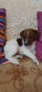 Photo №2 to announcement № 5468 for the sale of jack russell terrier - buy in Russian Federation breeder