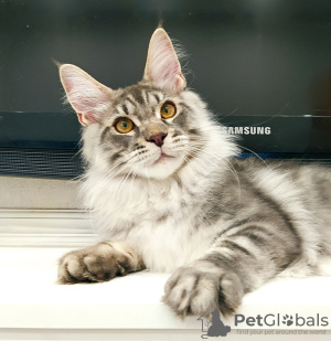 Photo №1. maine coon - for sale in the city of St. Petersburg | negotiated | Announcement № 19561