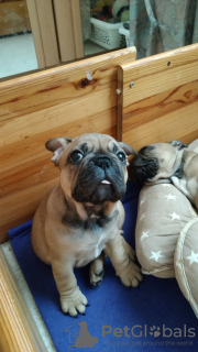 Photo №1. french bulldog - for sale in the city of Ibbenbüren | negotiated | Announcement № 44560