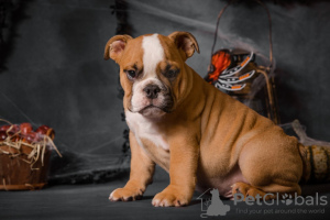 Additional photos: English bulldog puppies with FCI documents