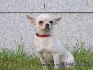 Photo №2 to announcement № 8106 for the sale of chihuahua - buy in Russian Federation private announcement