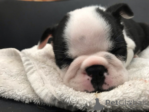 Photo №4. I will sell boston terrier in the city of Husden-Solder. private announcement, breeder - price - 619$
