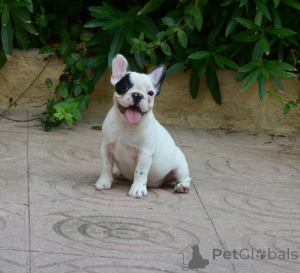 Photo №2 to announcement № 168778 for the sale of french bulldog - buy in Australia 
