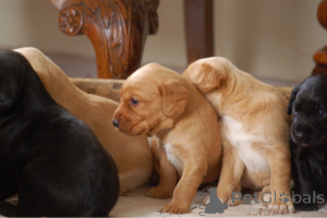 Photo №2 to announcement № 164863 for the sale of english cocker spaniel - buy in Belgium private announcement, breeder