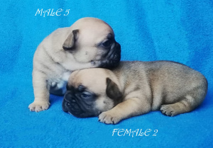 Photo №4. I will sell french bulldog in the city of Ukhta. from nursery - price - 1109$