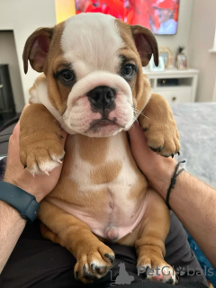 Photo №3. English Bulldog puppies prepared to find their permanent homes. Ireland