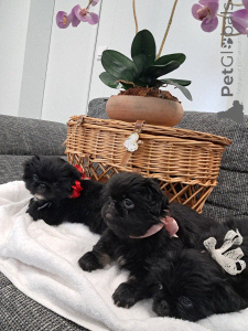 Photo №1. pekingese - for sale in the city of Wädenswil | 1318$ | Announcement № 143144