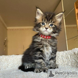 Photo №4. I will sell maine coon in the city of Leipzig.  - price - 211$