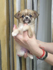 Photo №1. chihuahua - for sale in the city of Minsk | Negotiated | Announcement № 5697