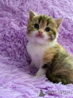 Photo №2 to announcement № 161692 for the sale of  - buy in Denmark 