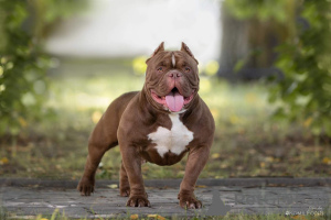 Photo №1. american bully - for sale in the city of Saratov | 651$ | Announcement № 44279