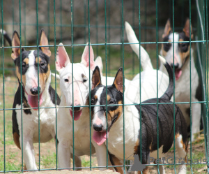 Photo №4. I will sell bull terrier in the city of Belgrade.  - price - negotiated