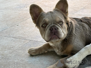 Photo №2 to announcement № 154876 for the sale of french bulldog - buy in Serbia breeder