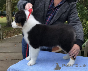 Photo №1. australian shepherd - for sale in the city of Flensburg | 376$ | Announcement № 149048