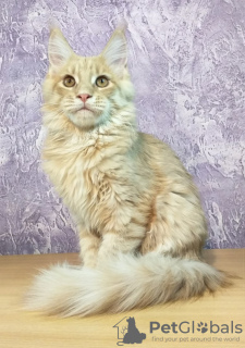 Photo №1. maine coon - for sale in the city of Tyumen | negotiated | Announcement № 9682