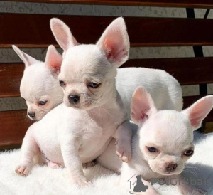 Photo №1. chihuahua - for sale in the city of Bremen | negotiated | Announcement № 175293