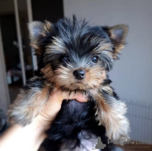 Photo №4. I will sell yorkshire terrier in the city of Hannover. private announcement - price - 280$