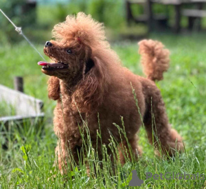 Additional photos: Miniature Poodle puppies