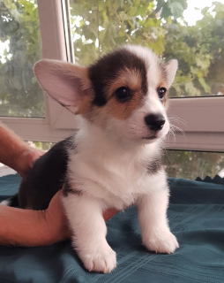 Photo №1. welsh corgi - for sale in the city of Kursk | negotiated | Announcement № 3497