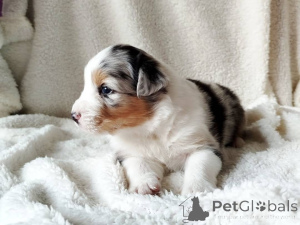 Photo №4. I will sell australian shepherd in the city of Berlin. private announcement - price - negotiated