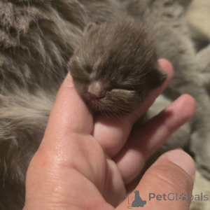 Photo №4. I will sell british shorthair in the city of Berlin. private announcement, from the shelter - price - 568$