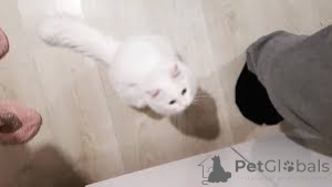 Photo №2 to announcement № 161621 for the sale of turkish angora - buy in Belgium private announcement, breeder