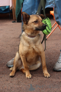 Photo №3. A dog in a T-shirt is looking for a home. Russian Federation