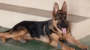 Photo №2 to announcement № 116689 for the sale of german shepherd - buy in Serbia private announcement