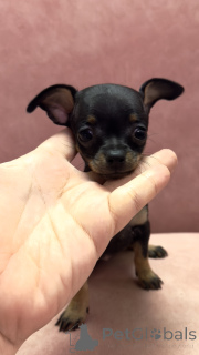 Photo №3. Puppies of that terrier. Georgia