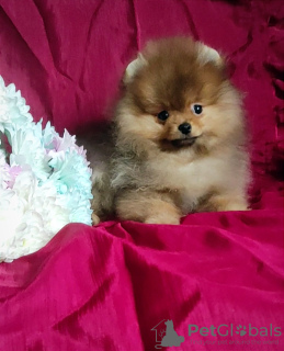 Photo №1. pomeranian - for sale in the city of Minsk | negotiated | Announcement № 85400