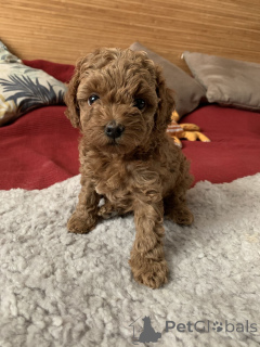 Photo №1. non-pedigree dogs - for sale in the city of Aizlingen | 361$ | Announcement № 166806