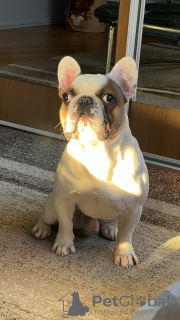 Photo №2 to announcement № 83988 for the sale of french bulldog - buy in Ukraine private announcement