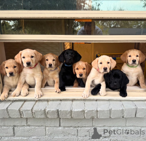 Photo №1. labrador retriever - for sale in the city of Leipzig | negotiated | Announcement № 158865