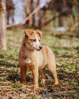 Photo №4. I will sell non-pedigree dogs in the city of Moskova. private announcement - price - Is free