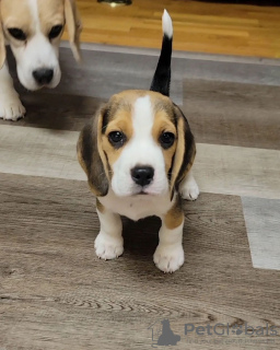 Additional photos: Adorable beagle puppies for sale.