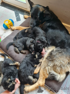 Photo №1. german shepherd - for sale in the city of Rumlange | negotiated | Announcement № 169278