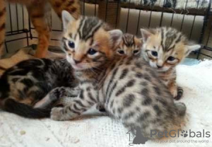 Photo №1. bengal cat - for sale in the city of St. Petersburg | Is free | Announcement № 10930