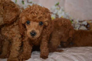 Photo №3. Lovely toy poodle babies. Russian Federation