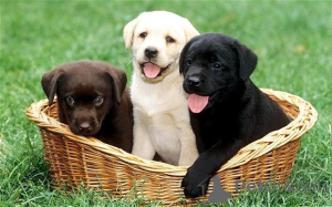 Photo №2 to announcement № 162237 for the sale of labrador retriever - buy in Slovenia 