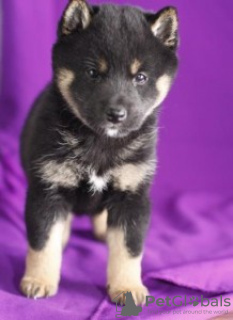 Photo №2 to announcement № 124796 for the sale of shiba inu - buy in Austria 